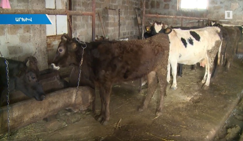 Կարգելվեն հակաբիոտիկ պարունակող միսը, կաթնամթերքը, պտուղ-բանջարեղենը