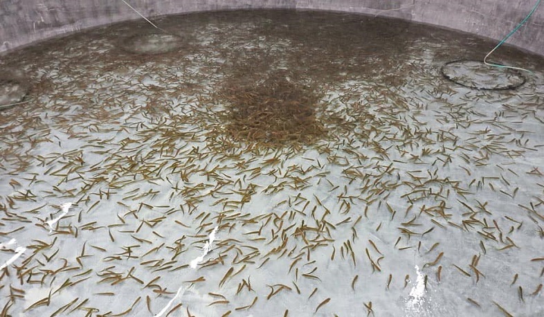 11.000 trout smolts released into Sevan