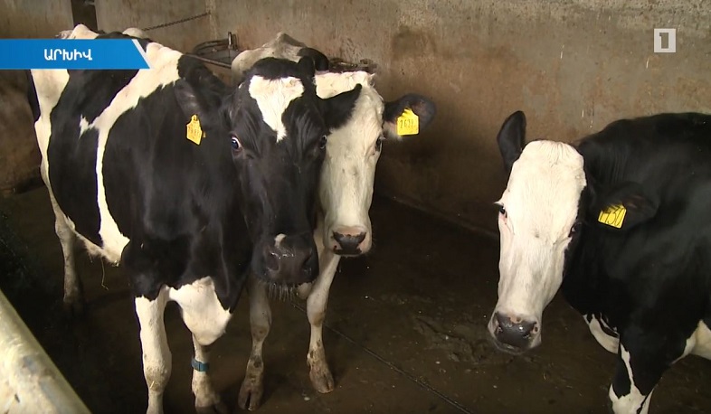 2020-ից կսկսի գործել կենդանիների համարակալման ծրագիրը