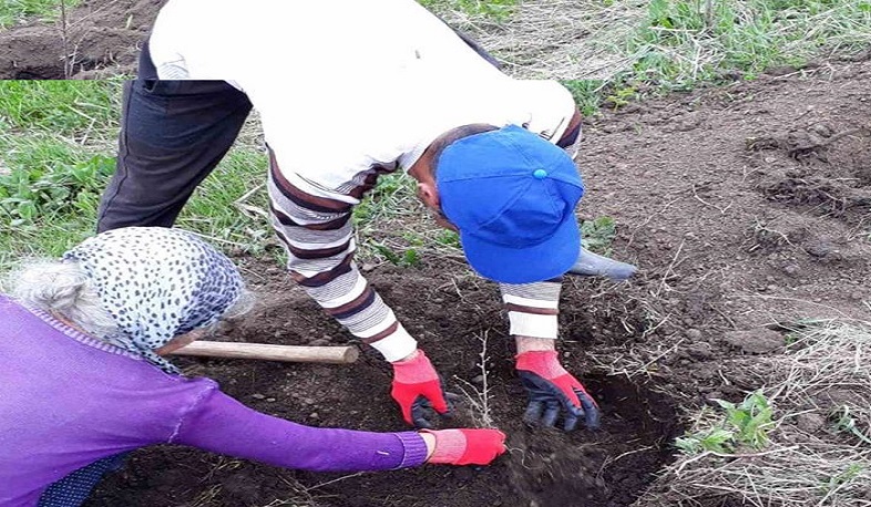 Այս տարի մոտ կես միլիոն ծառ կտնկվի. Էրիկ Գրիգորյան