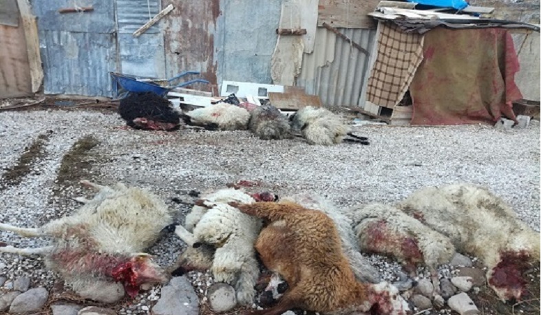В Мартуни волки растерзали 27 овец