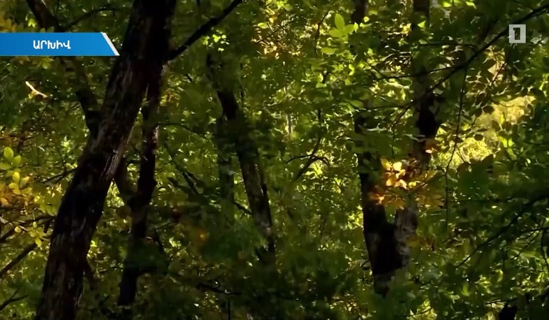 Մինչև ամսվա վերջ պատրաստ կլինի «10 մլն ծառատունկի» քարտեզը