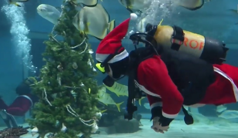 Ամանորը շնաձկների ակվարիումում