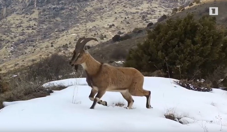 Բեզոարյան այծի առավոտյան զբոսանքը