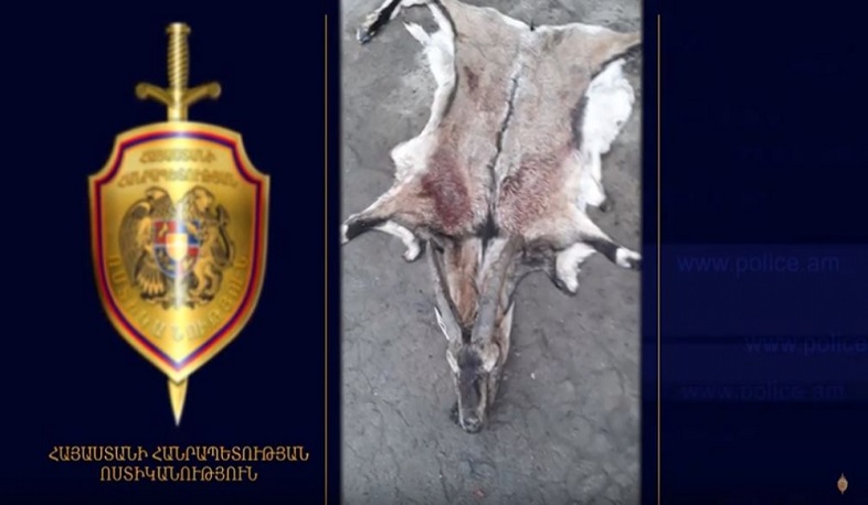 Ոստիկանը «Կարմիր գրքում» գրանցված բեզոարյան այծ է որսացել. բացահայտում