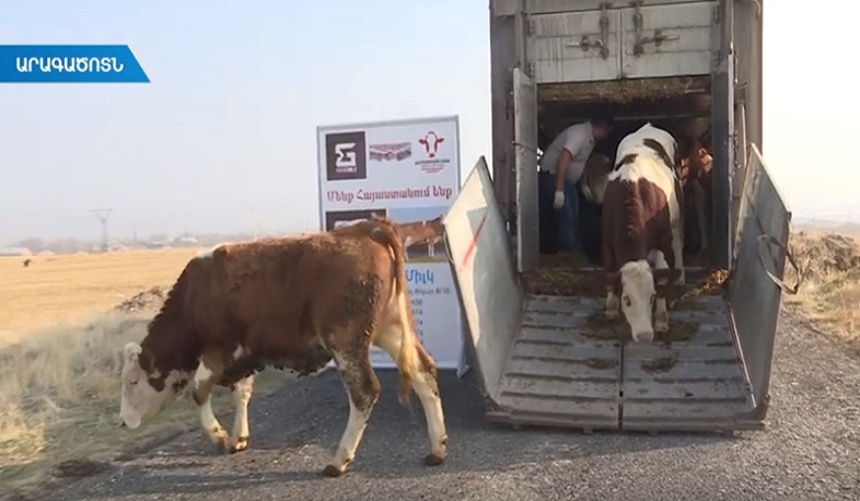 Հայաստան է ներմուծվել մաքրացեղ երինջների առաջին խմբաքանակը