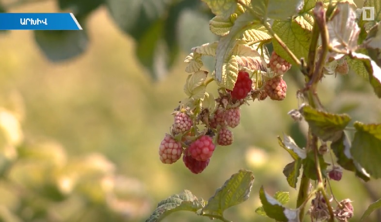 Համակարգային լուծումներ գյուղատնտեսության զարգացման համար