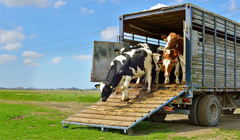 Իրանի տարածքով կենդանիների տարանցիկ արտահանման համաձայնություն է ձեռք բերվել