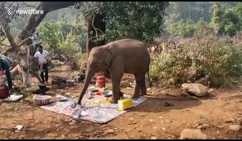 Փիղը վախեցրել է մարդկանց ու կերել նրանց ամբողջ ուտելիքը