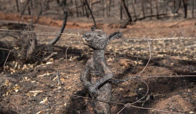 Ավստրալիան դժվարությամբ է պայքարում հրդեհների դեմ