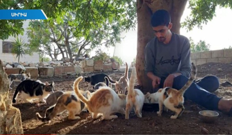 Սիրիայի Քաֆր Նաբել քաղաքում ավելի շատ կատու է ապրում, քան մարդ. BBC