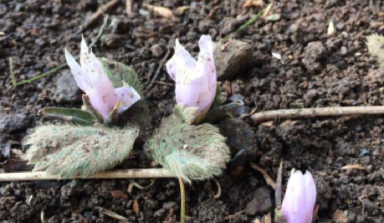 Տաք և չոր օրերը այլևս ուրախալի չեն, այլ՝ խիստ մտահոգիչ. Գ. Սուրենյան