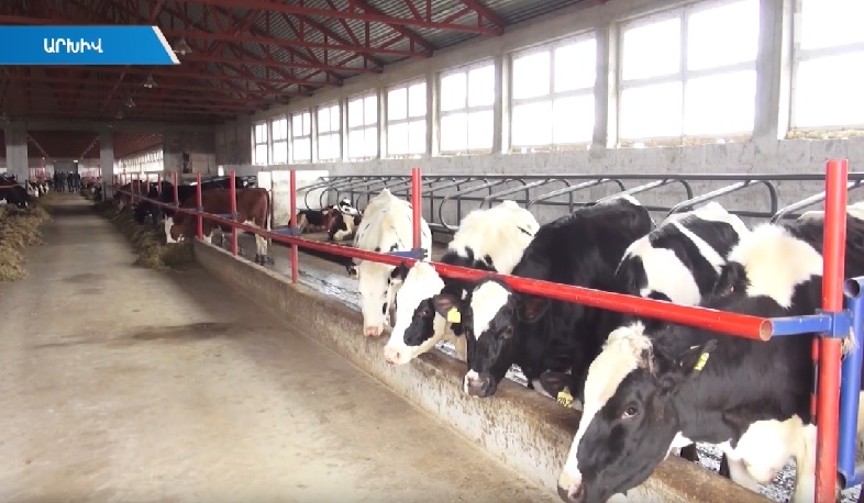 Հայաստանից խոշոր եղջերավոր անասունների արտահանման ծավալը կավելանա