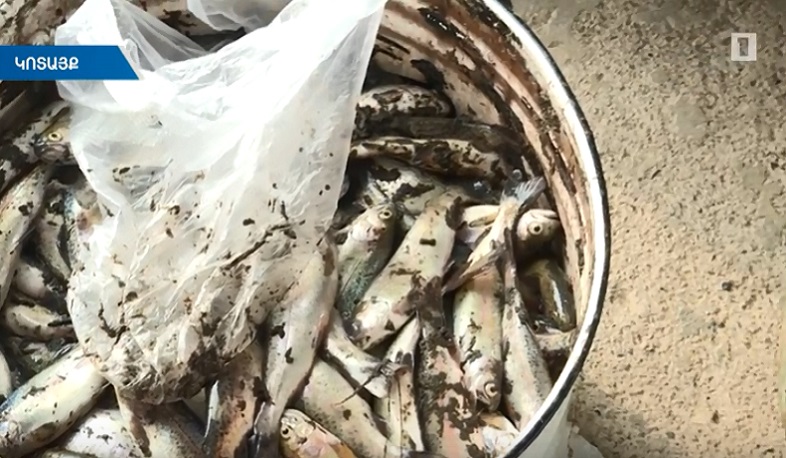 Եղունարք գետի աղտոտման և ձկների զանգվածային անկման պատճառները պարզ կդառնան մի քանի օրից