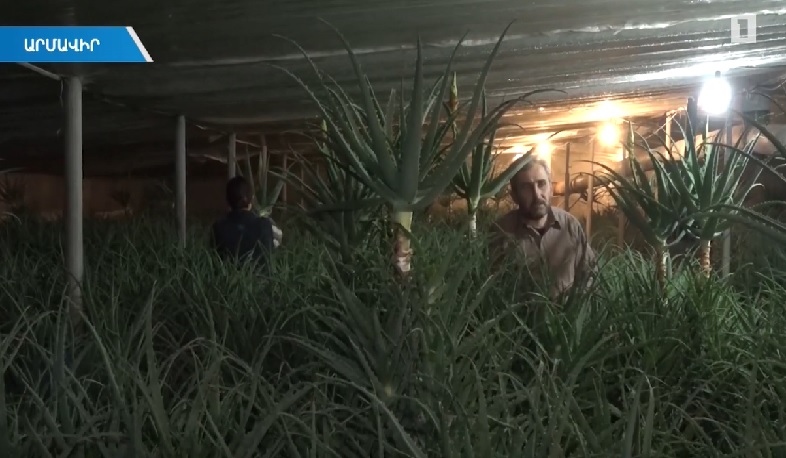 Հայաստանում ալոե աճեցնող միակ ֆերմերի զարգացող բիզնեսը