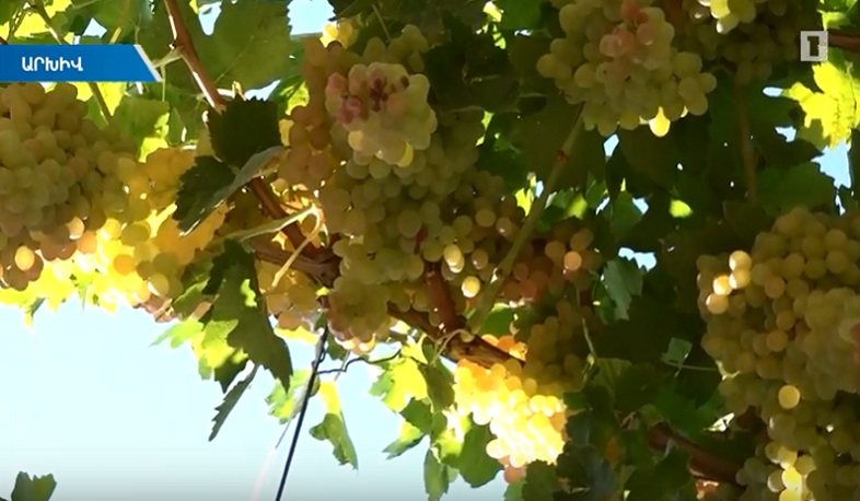 Ձմռան վերջին օրը գյուղացու համար ծիրանի ու խաղողի այգիները ապահովագրելու վերջնաժամկետն է