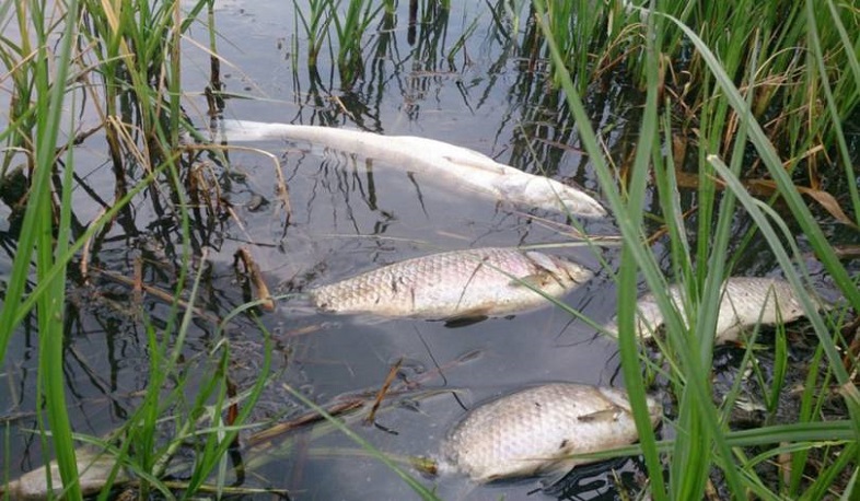 Եղունարք գետի ջրի աղտոտման պատճառը հայտնի է