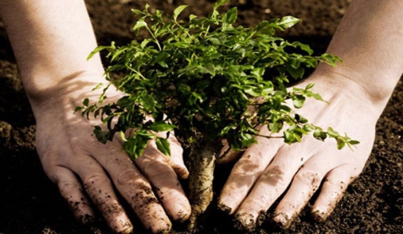 Հայաստանում 10 մլն ծառ տնկելու ծրագիրը գործնական փուլում է. Փաշինյան