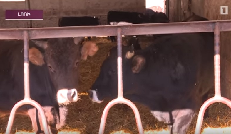 Մորթը բացառապես սպանդանոցներում կիրականացվի հուլիսի 1-ից