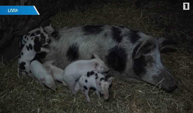 Աքորի գյուղում խոզերի անկման պատճառը պարզվում է