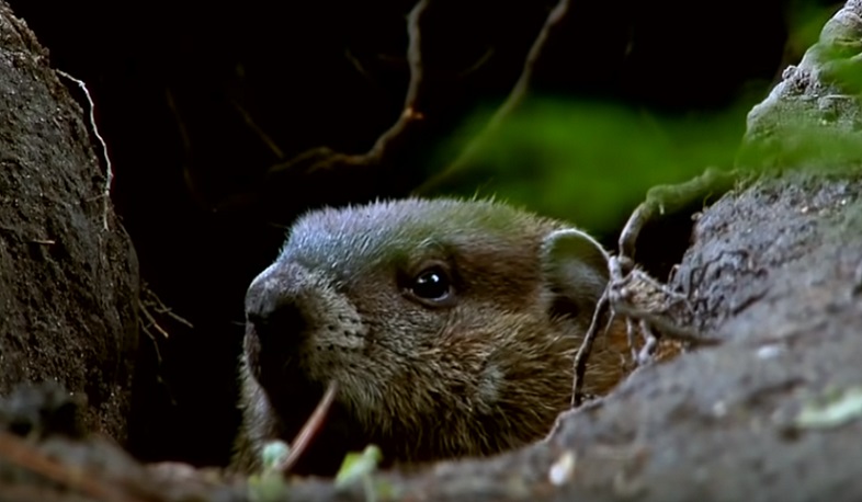 Այսօր ԱՄՆ-ն ու Կանադան տոնում են Արջամկան օրը