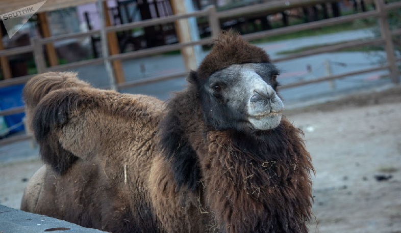 Երևանի կենդանաբանական այգում ուղտ է անկել