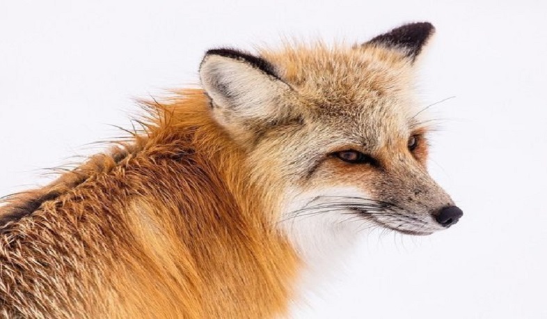 Աղվեսը՝ բրիտանական խորհրդարանում