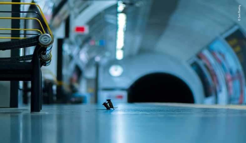Վայրի բնության թեմայով լավագույն լուսանկարն արվել է Լոնդոնի մետրոյում