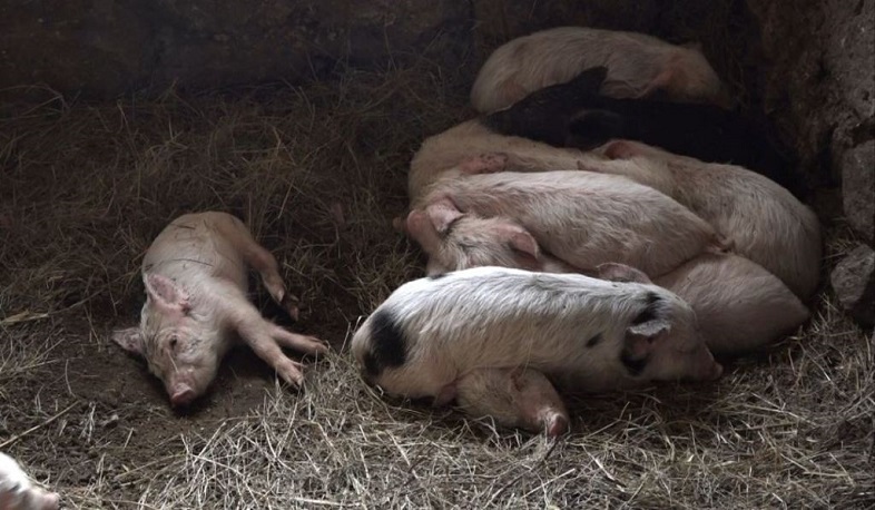 Աքորիում խոզերի անկման պատճառը անաերոբ ինֆեկցիան է եղել