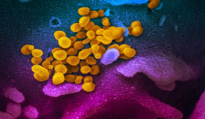 Կորոնավիրուսը՝ խոշորացույցի տակ