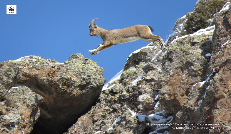 Թռչող բեզոարյան այծը՝ «Խոսրովի անտառ» պետական արգելոցում