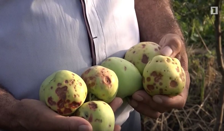 Գյուղապահովագրության վերջնաժամկետը երկարացվել է