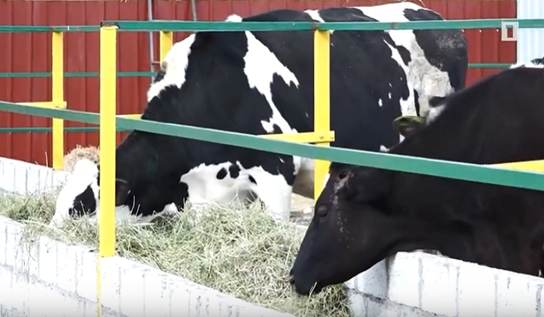 Անասնապահության զարգացման ծրագիրը. նվազագույն ջանքերով՝ առավելագույն արդյունք