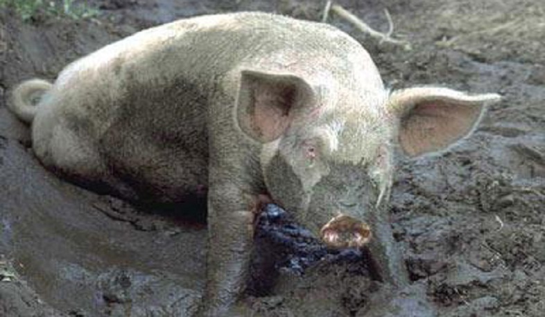 Աքորի գյուղում անկած խոզերի կերի մեջ հայտնաբերվել են աղիքային խմբի մանրէներ և բորբոսասնկեր