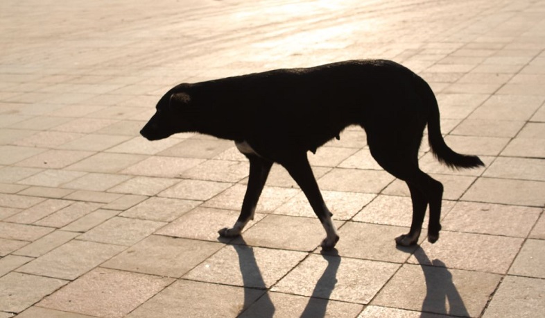 «Թափառող կենդանիների վնասազերծման կենտրոնը» խնդրահարույց շներ է փնտրում