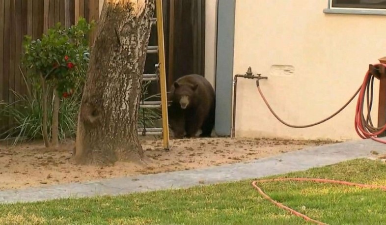 Բակերում շրջող գորշ արջը՝ լրատվամիջոցների ուշադրության կենտրոնում