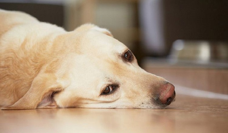 Հոնկոնգում գրանցվել է կորոնավիրուսի՝ մարդուց կենդանու վարակման առաջին դեպքը