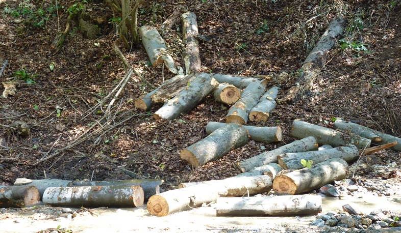 Լոռիում ապօրինի անտառահատումների դեպքերով մի քանի անգամ ավելի շատ գործեր են դատարան ուղարկվել