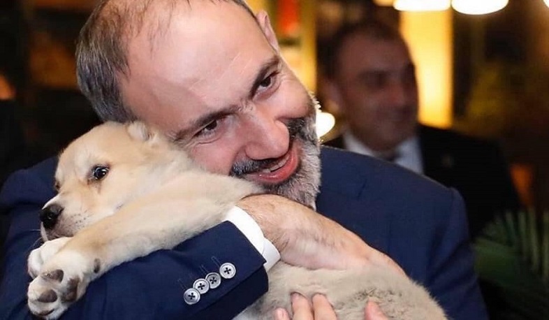 Նիկոլ Փաշինյանը Վրաստանի վարչապետից կովկասյան զտարյուն հովվաշուն է նվեր ստացել