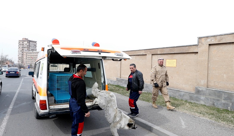 Մի քանի նորություն՝ Երևանում անապաստան շների խնդրի լուծման վերաբերյալ. Հակոբ Կարապետյան