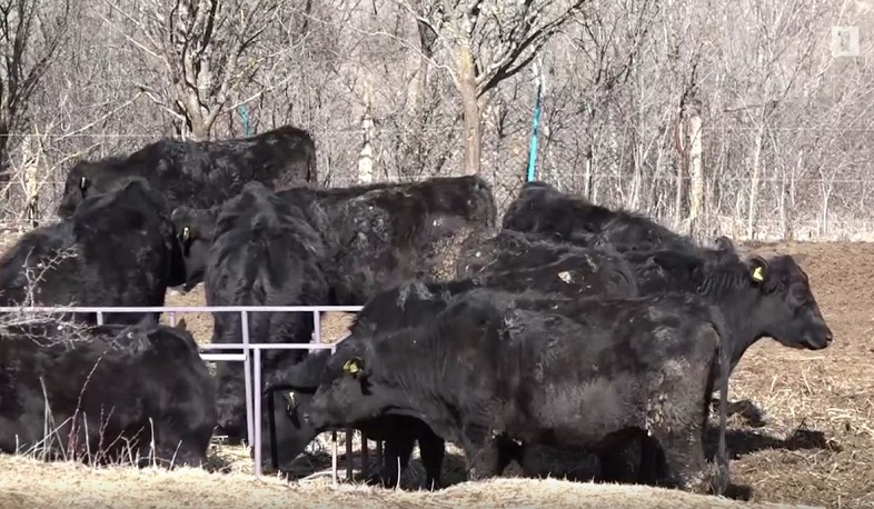 Տոհմային անասնաբուծության նոր ծրագիր