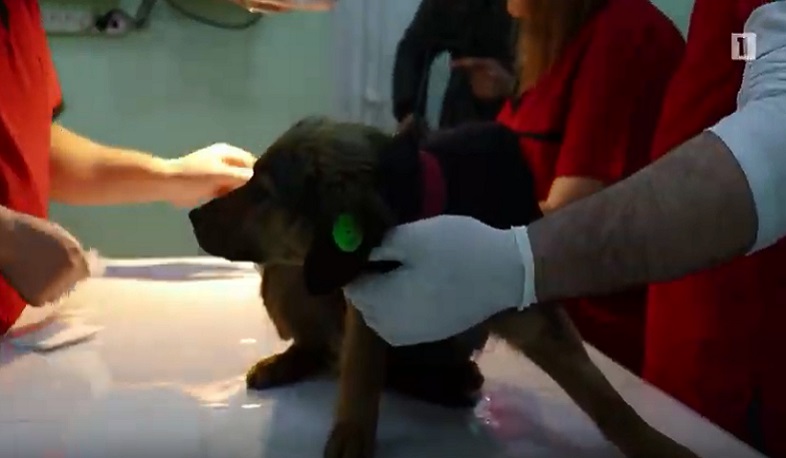 Գյումրիում թափառող շներին ոչ թե կրակում, այլ տեղափոխում են հատուկ կլինիկա