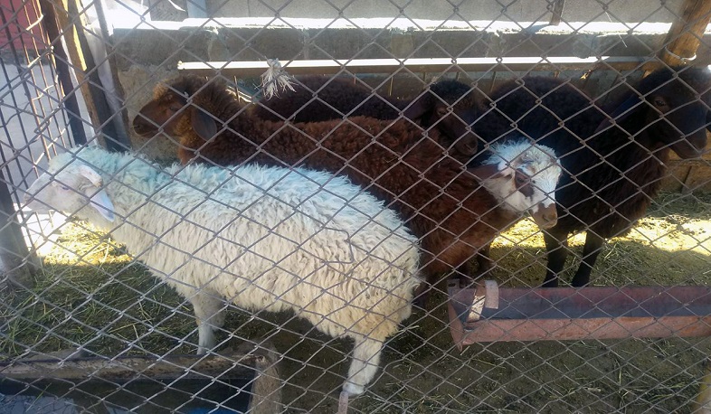 Գառան մորթի կետերի փոխարեն կկառուցվեն փոքր սպանդանոցներ