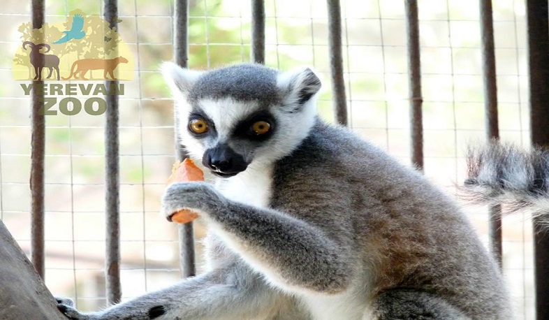 Երևանի Կենդանաբանական այգին փակ կլինի մինչև մարտի 23-ը