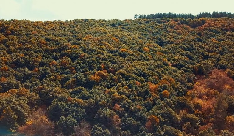 Լոռու մարզում անտառային հողերի վրա ինքնակամ շինություններ են կառուցվել. հարուցվել է քրեական գործ