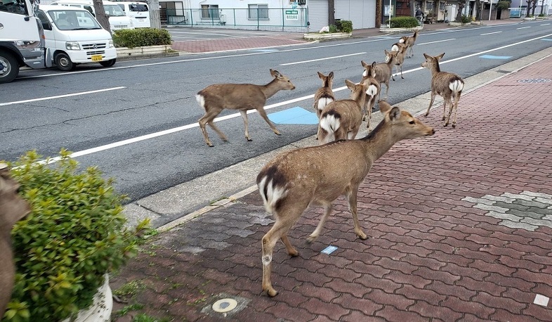 Կորոնավիրուսը փոխել է նաև կենդանիների կյանքը