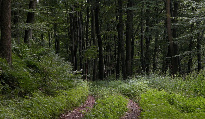 Այսօր Անտառների միջազգային օրն է