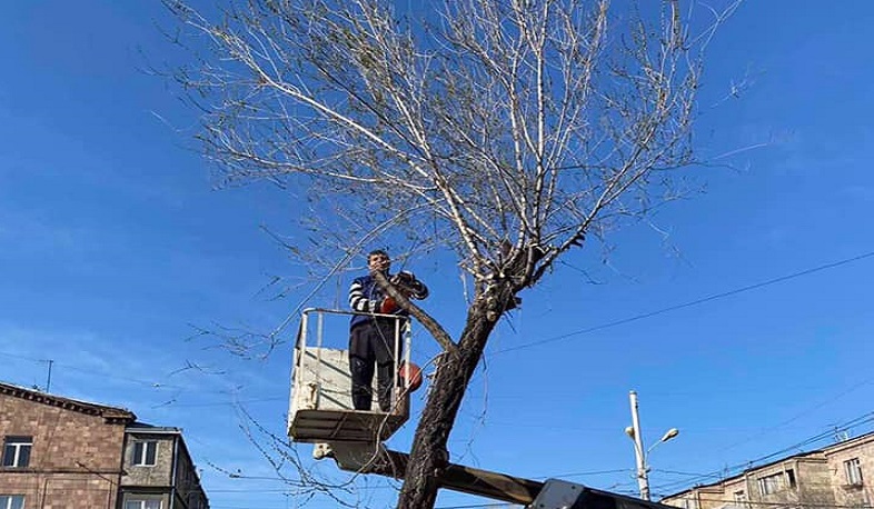 Գարնանային լայնածավալ էտ Երևանում