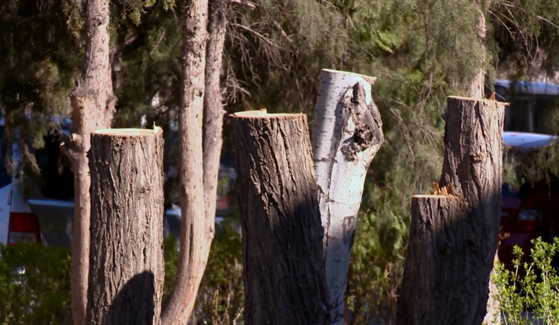 Երևանի վեց վարչական շրջաններում շարունակվում է գարնանային էտը