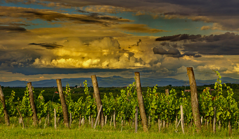 Այգեհիմնման աշխատանքների համար գյուղացին 5 տարի ոչ տոկոս, ոչ մայր գումար չի վճարի. էկոնոմիկայի փոխնախարար